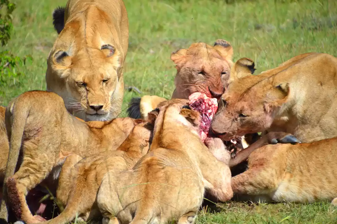 Photo of Exploring Wildlife i