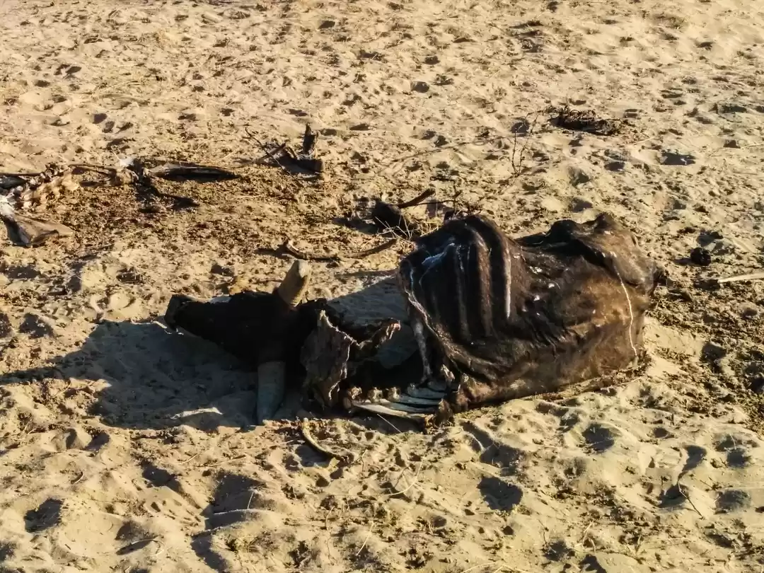 Photo of The Carcass.