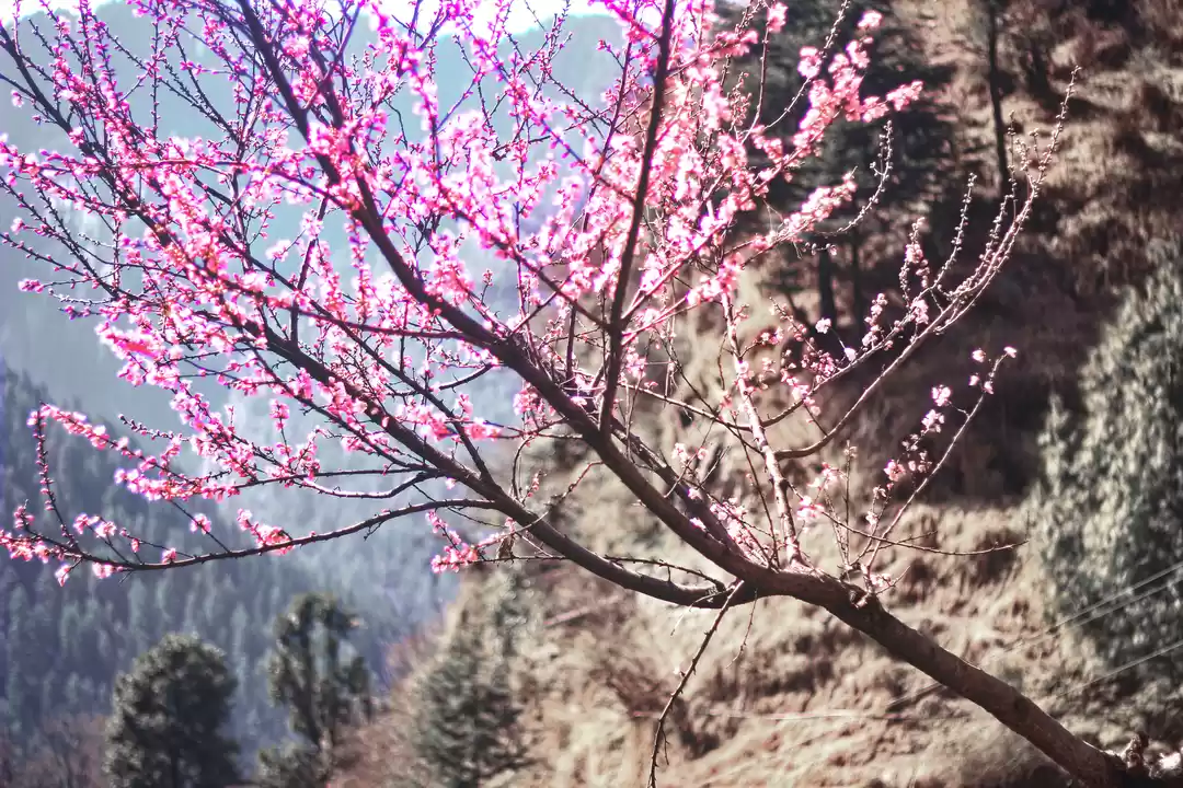 Photo of The Ethereal Invocat