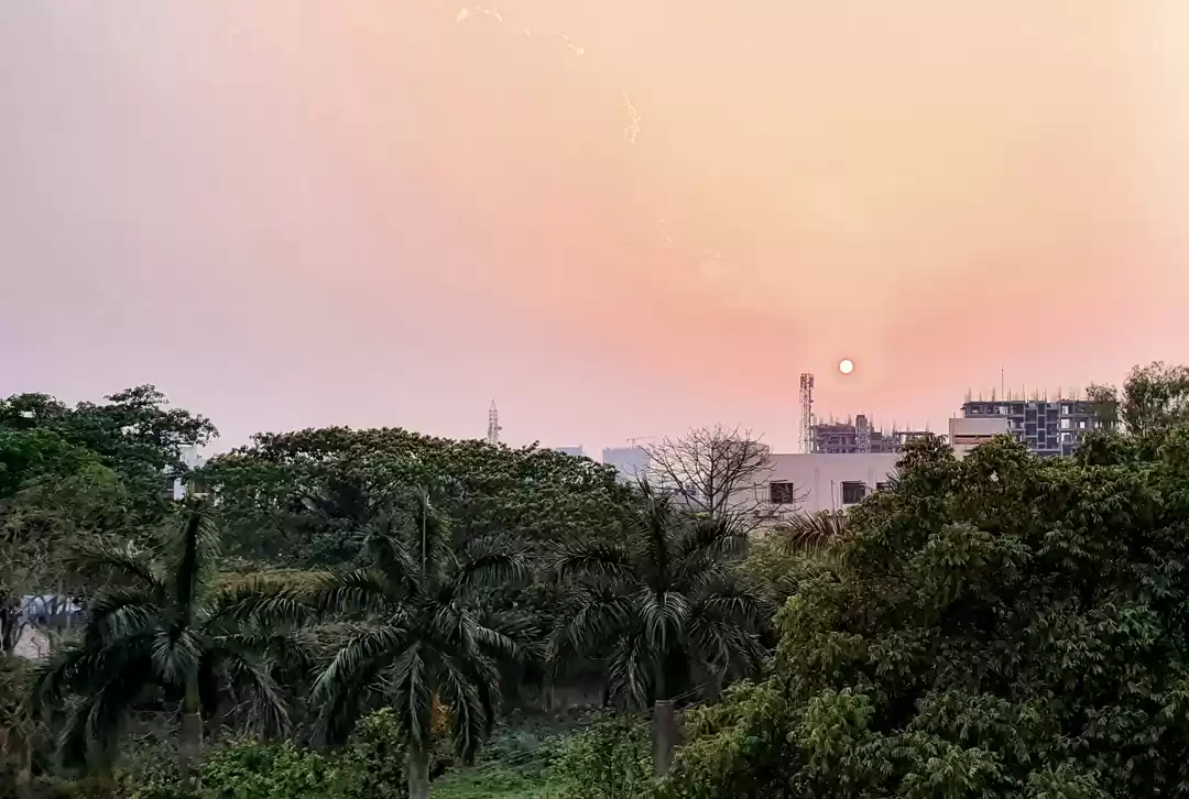Photo of Trees & Sunset Gazin
