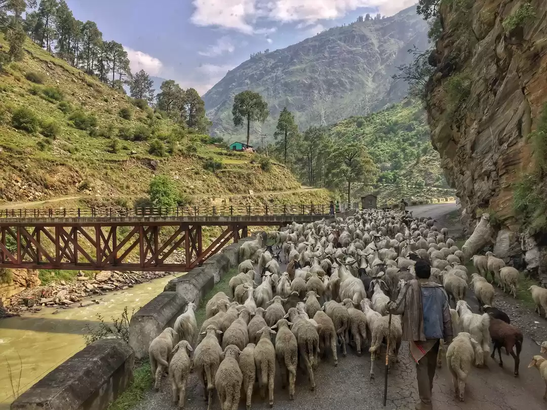 Photo of Gaddi Shepherd Of Hi