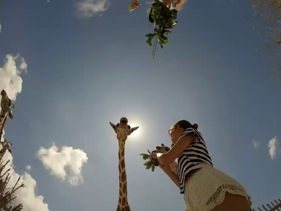 Photo of A slice of Africa in