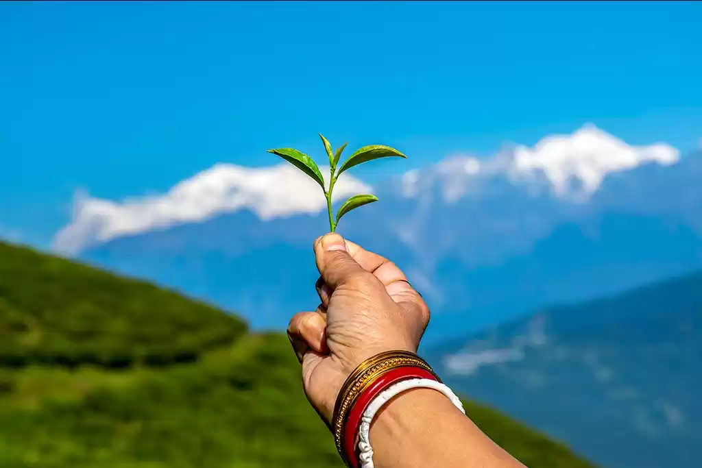 Photo of A fresh moring at Te