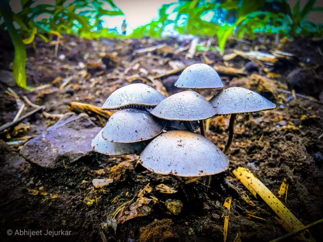 Photo of Mushrooms