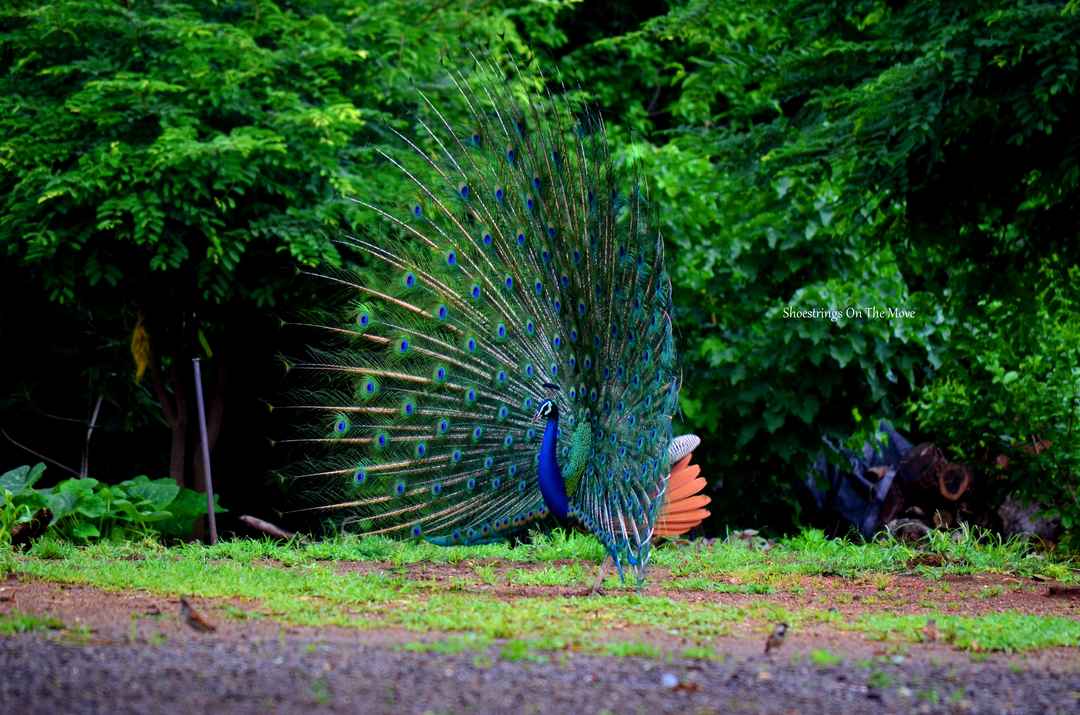 With Tamarind Trees And Dancing Peacocks, This Gorgeous Weekend Getaway Is  Just 5 Hours From Mumbai - Tripoto