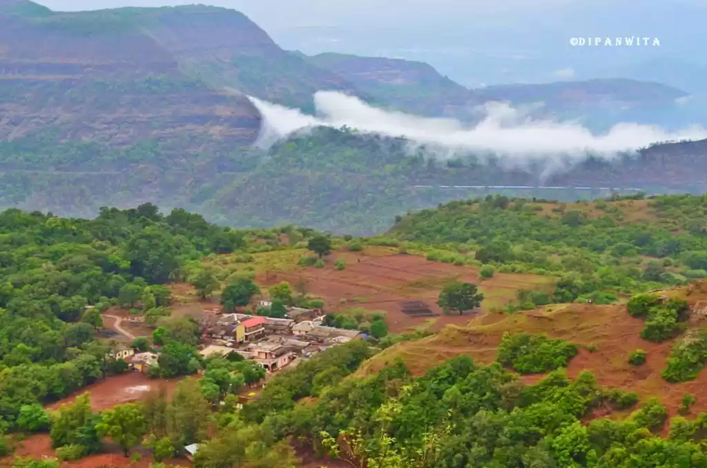Photo of From Dancing Peacock