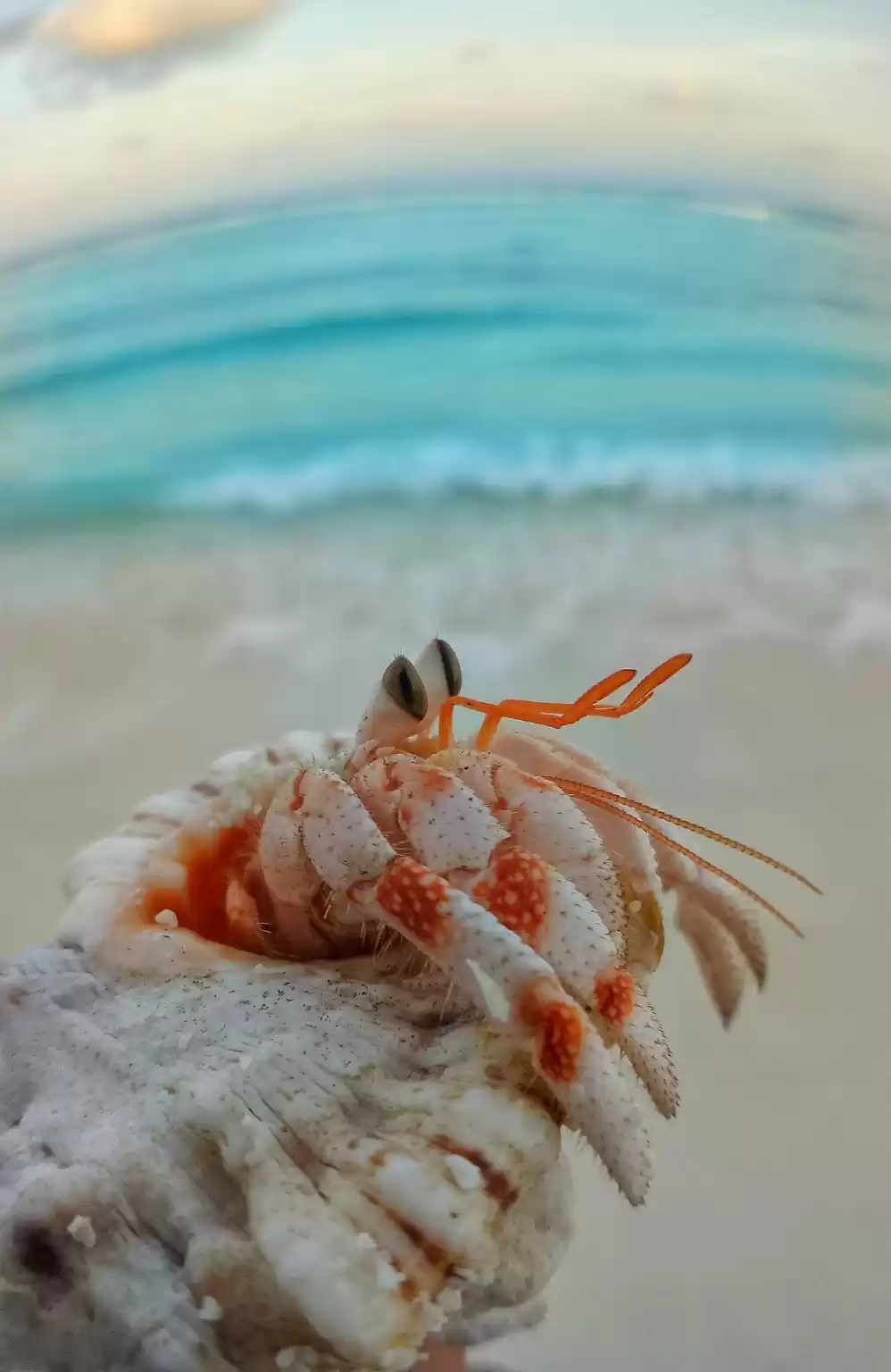 Photo of Coral Paradise