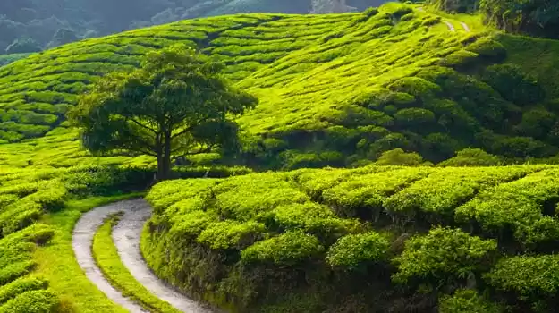 Photo of Itinerary for a week