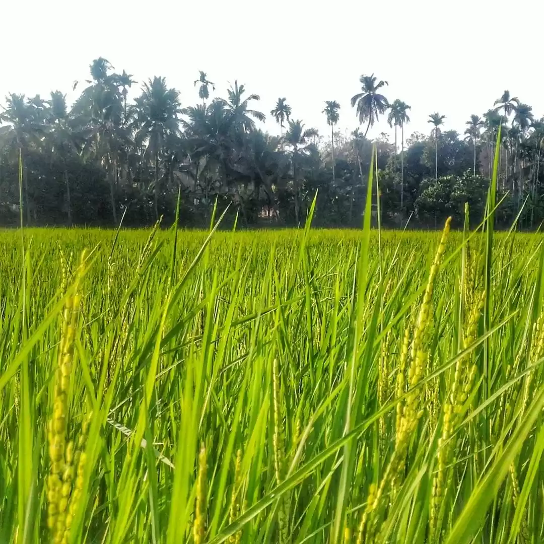Photo of Paddy field 