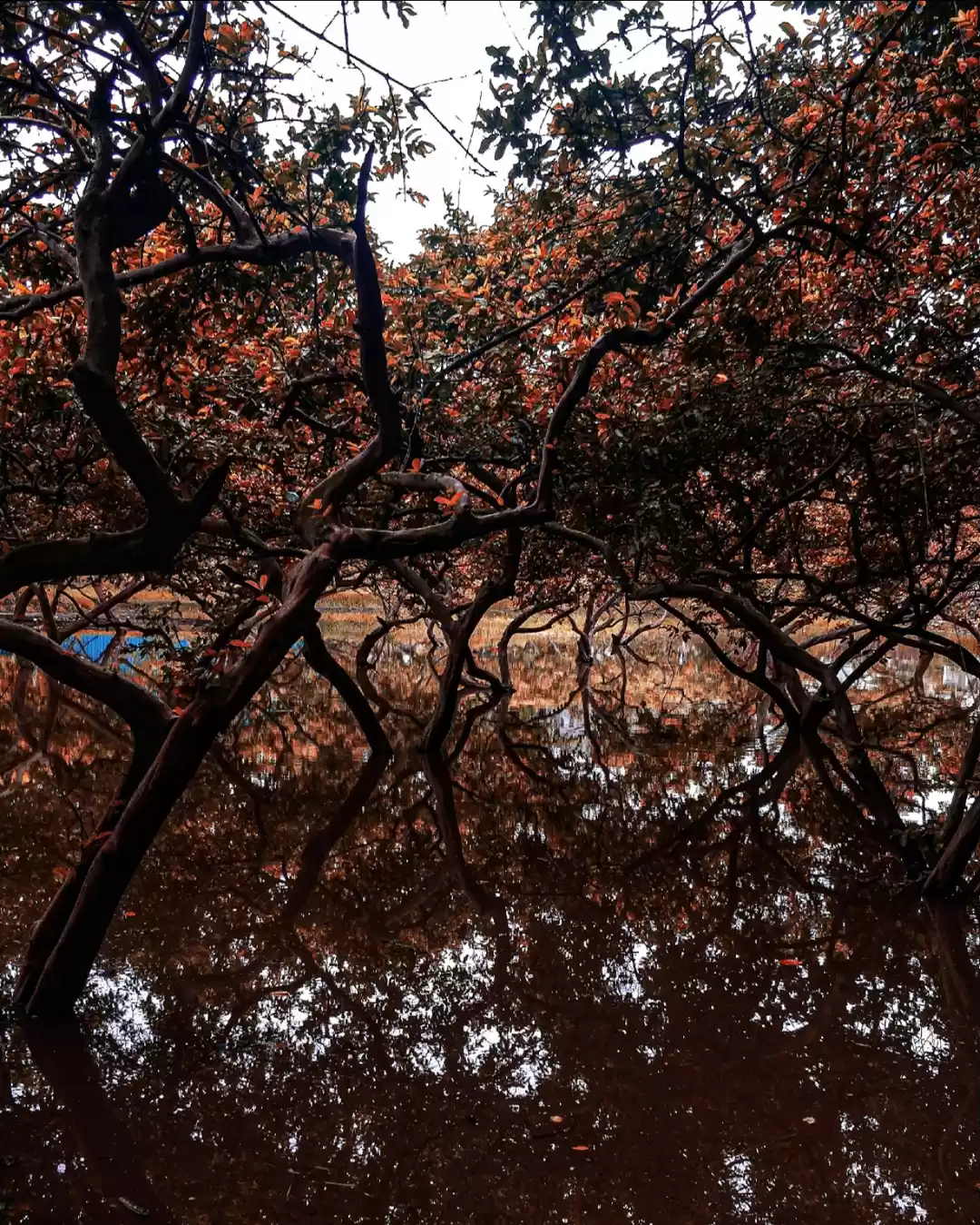 Photo of STRONG ROOTS!!!