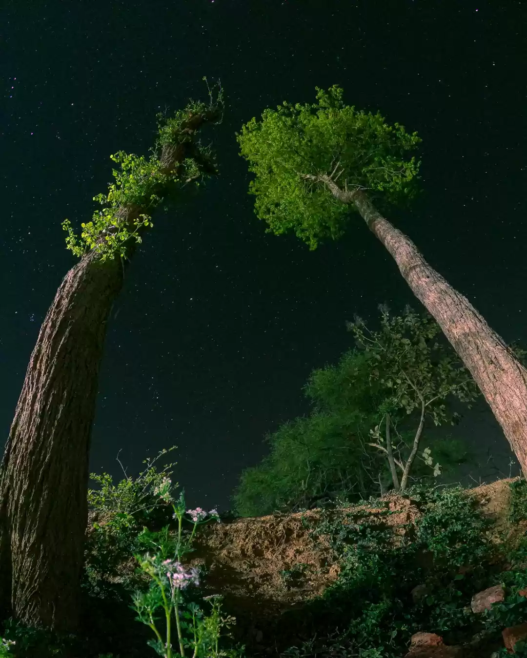 Photo of NATURE ROMANCE 