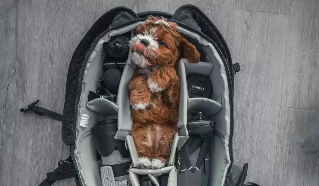 Photo of 4 Pet-Friendly Airli