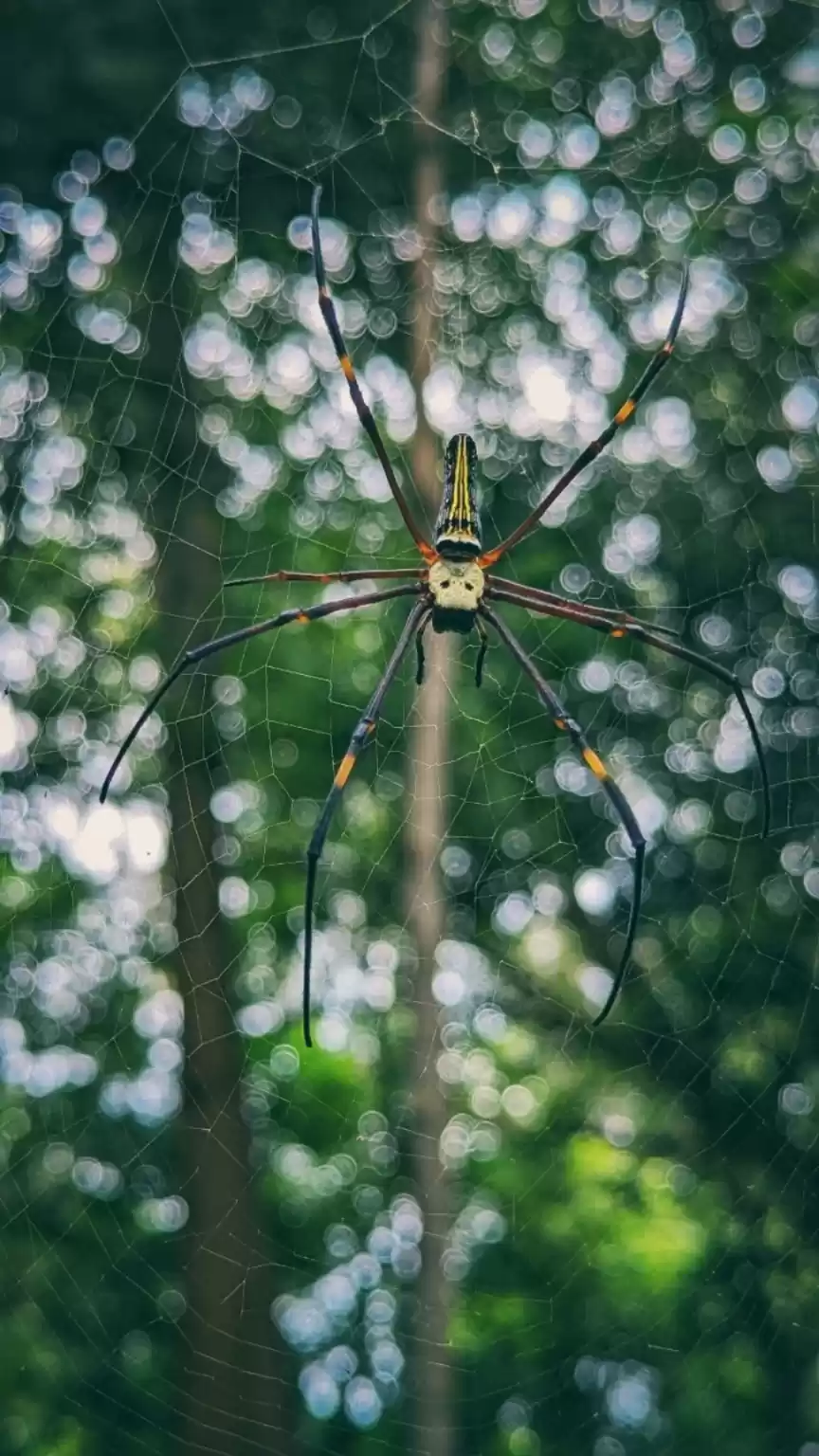 Photo of Wildlife Pictures Ta