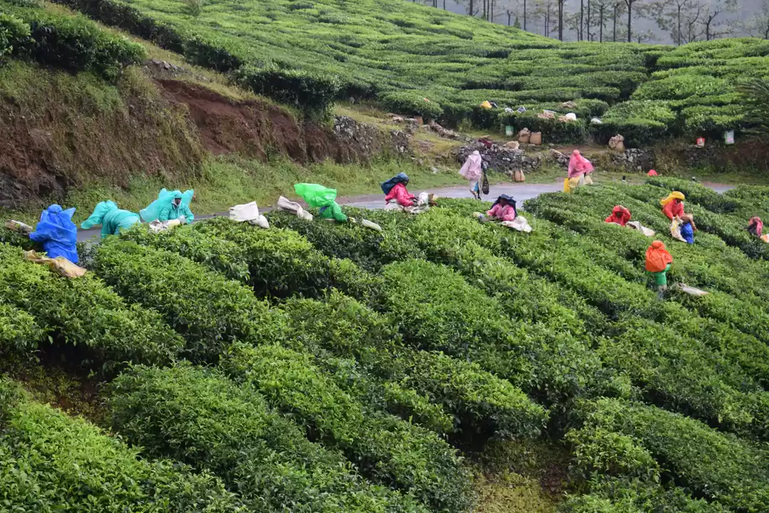 Photo of Kuttikanam & Vagamon
