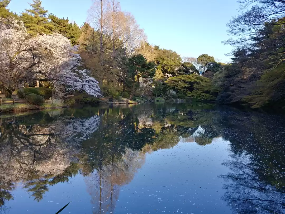 Photo of Shinjuku Gardens