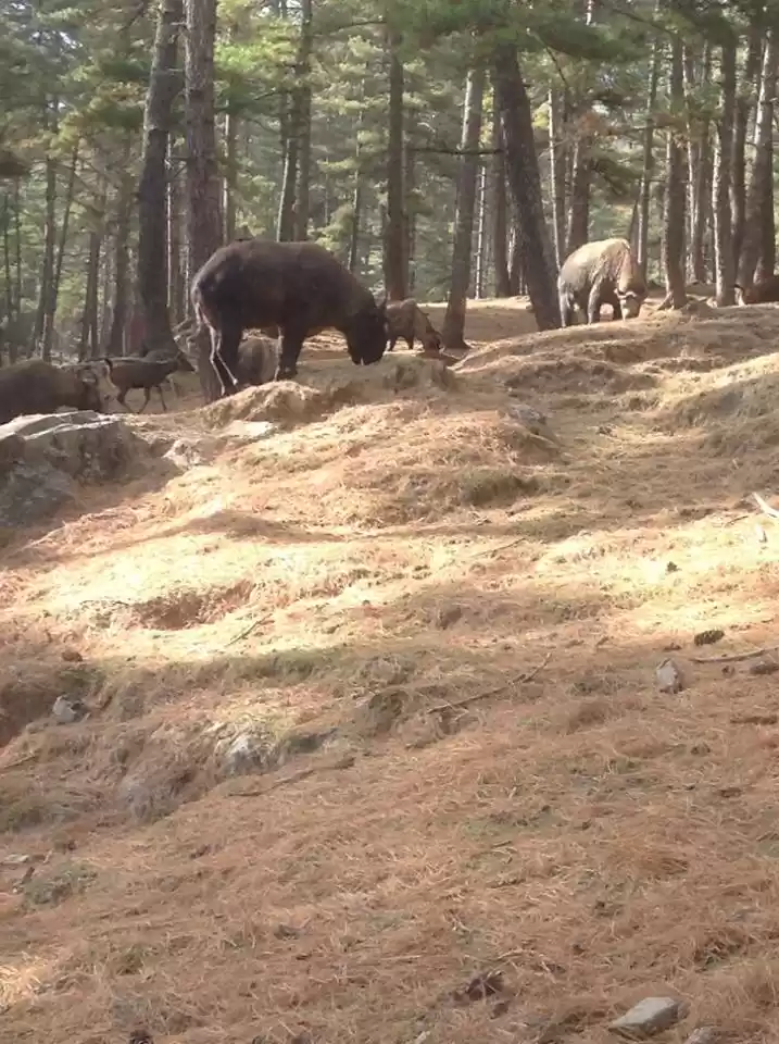 Photo of The Best Of Bhutan I