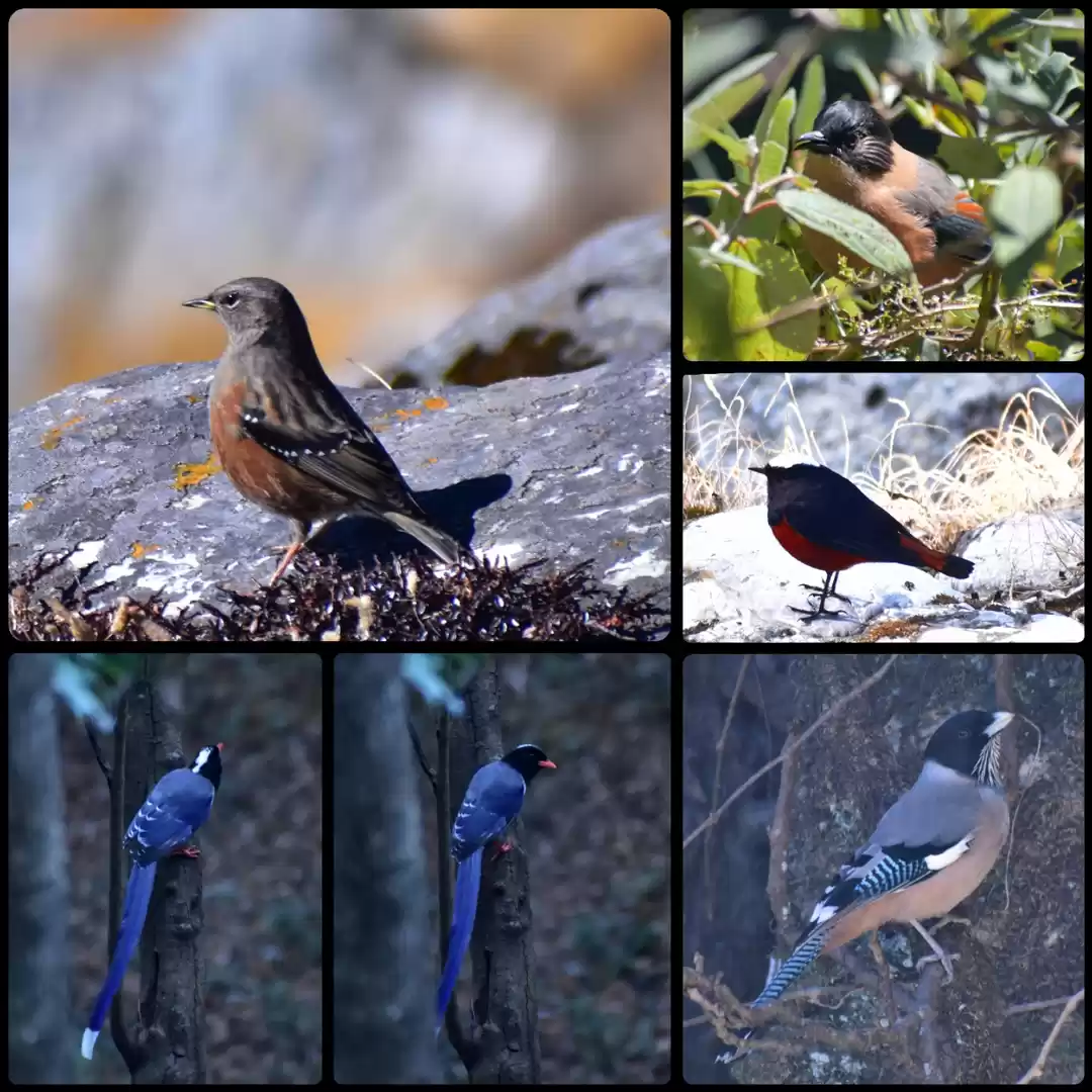 Photo of Birdwatching in the 