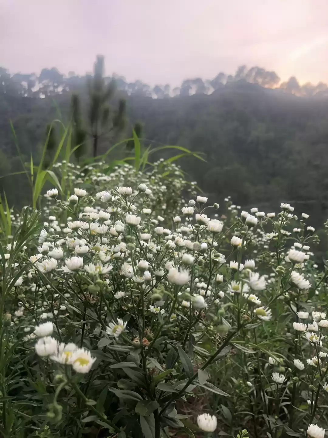 Photo of Kasauli is not far!!