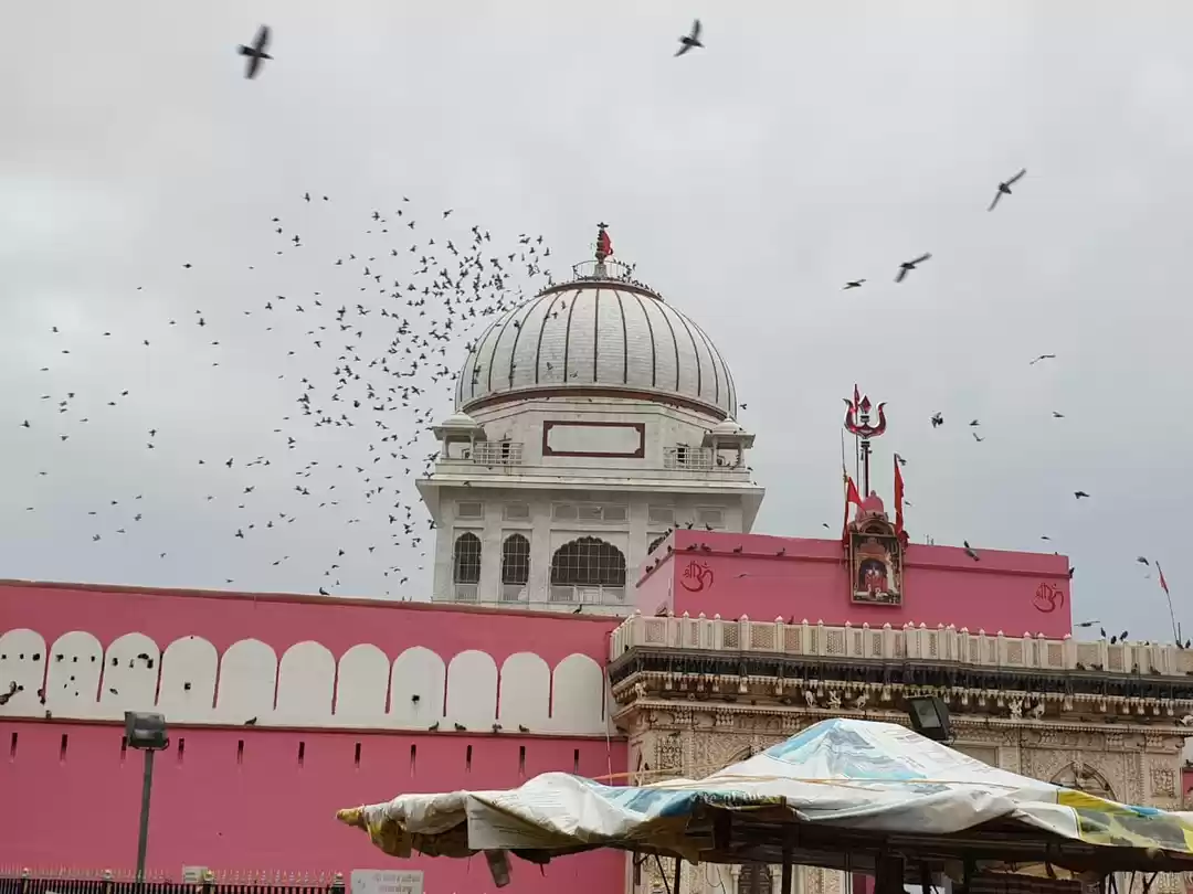 Photo of The Regal Bikaner