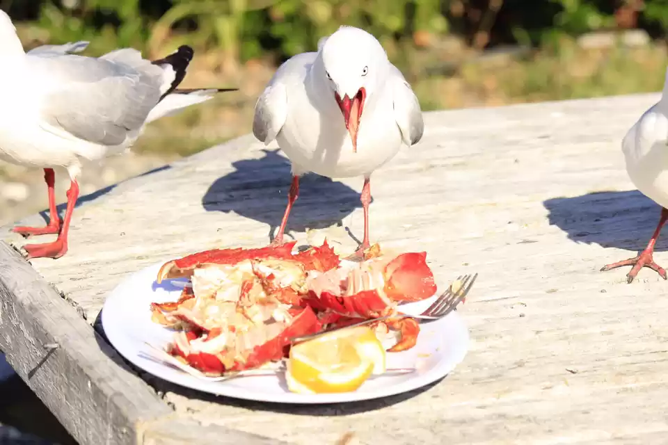 Photo of Nelson - Cape Farewe