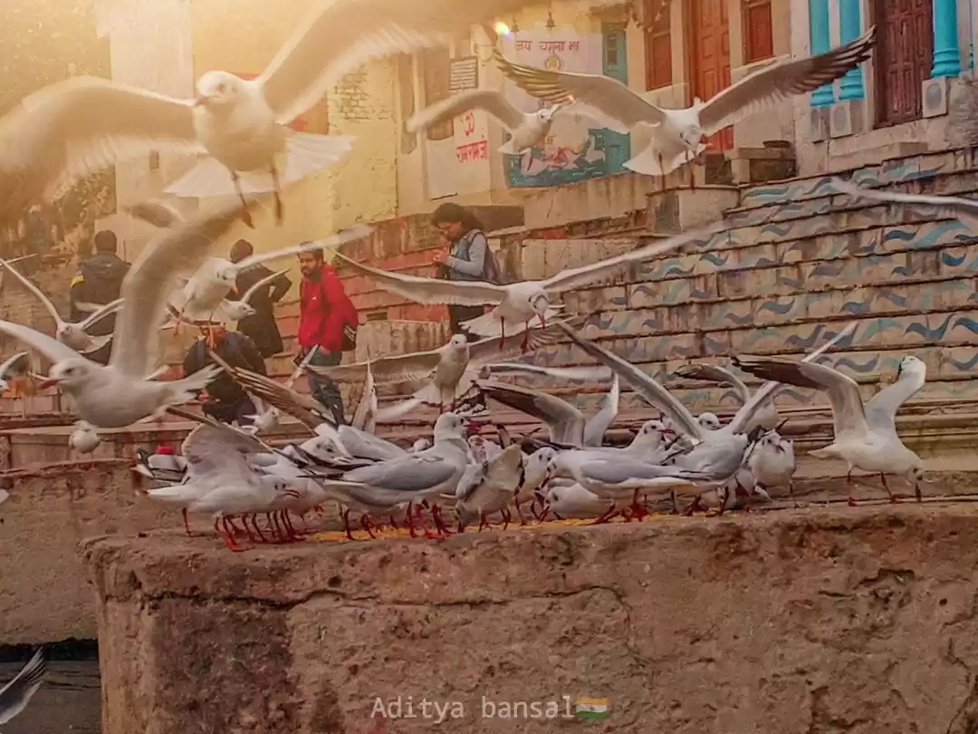 Photo of SEAGULLS