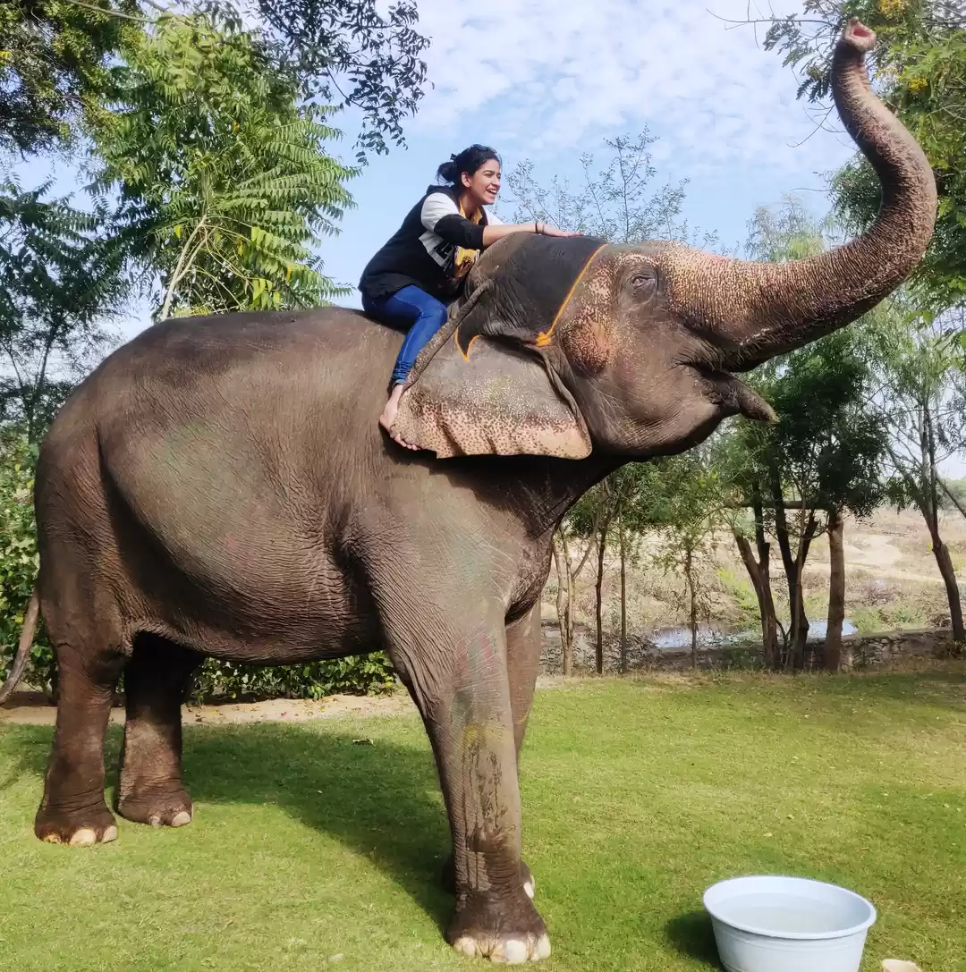 Photo of Dayout with elephant