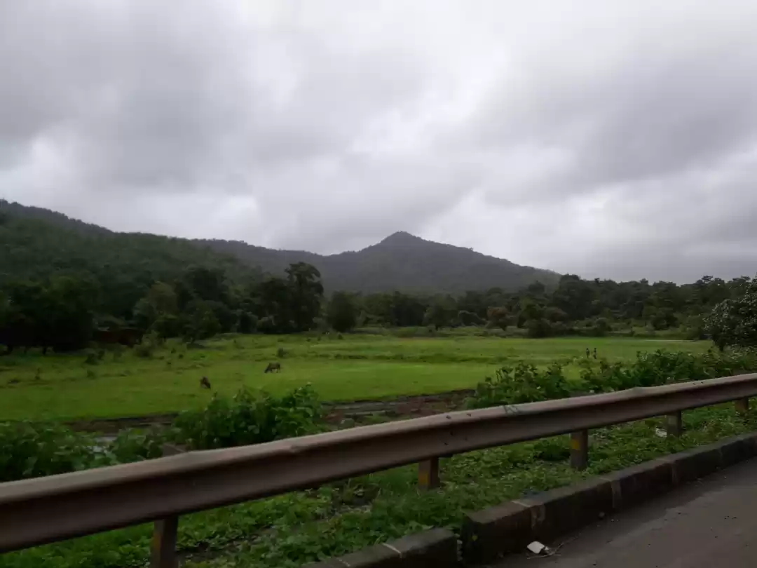 Photo of Greenary at NH -48 n