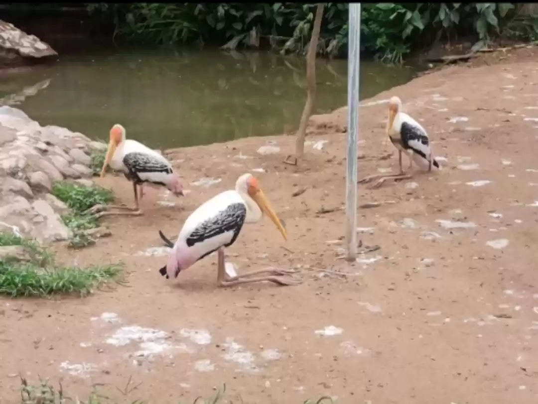 Photo of Chhatbir zoo village