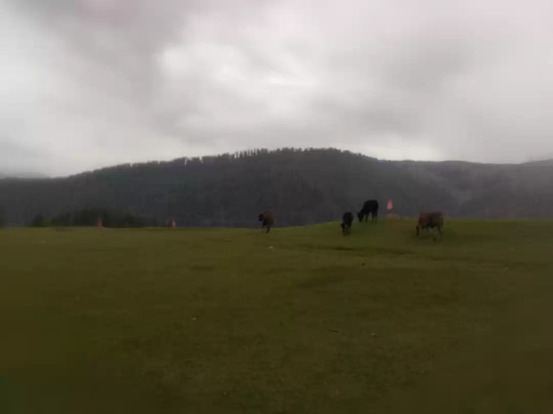 Photo of Pleasant Patnitop :