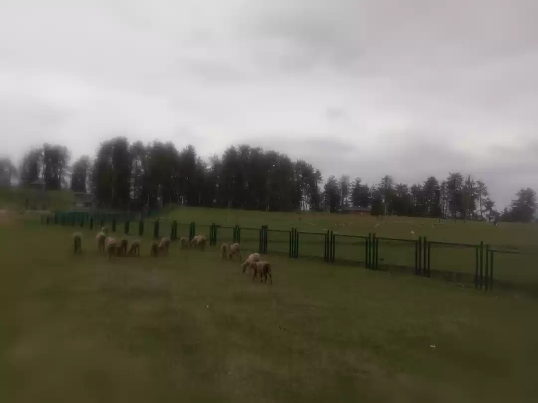 Photo of Pleasant Patnitop : 