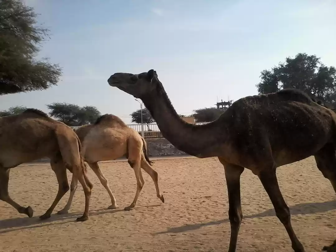 Photo of यदि जानना हो मारूथल