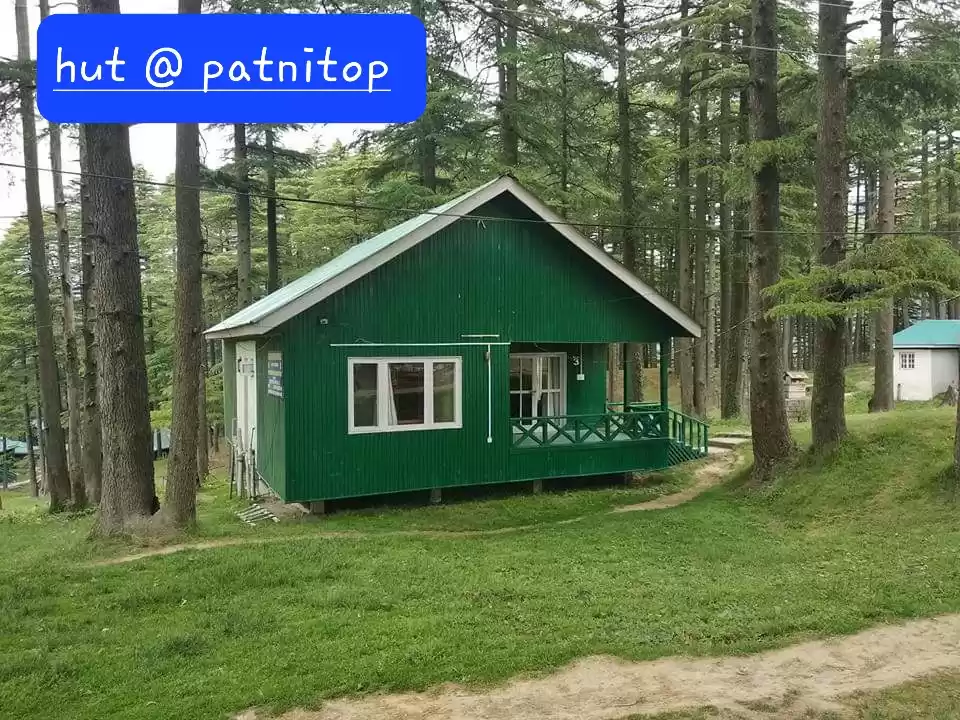 Photo of देवदार वृक्षों के बी