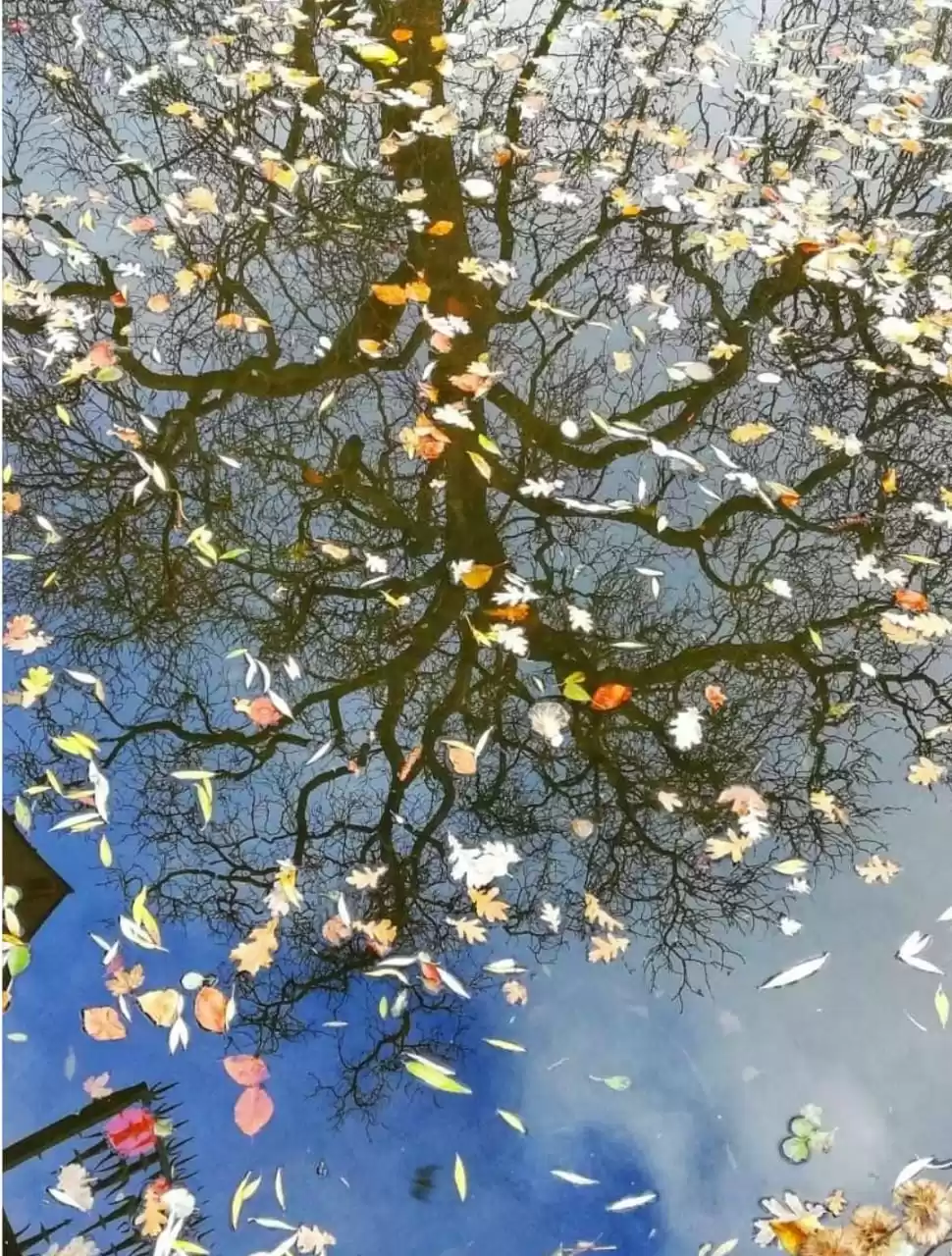 Photo of #Colours of autumn #