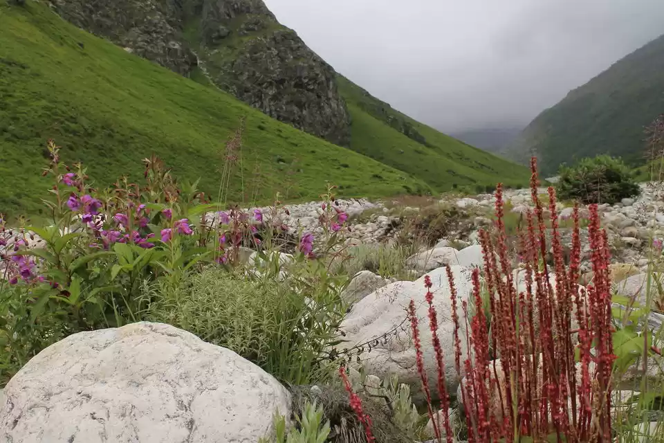 Photo of Valley of Flowers : 