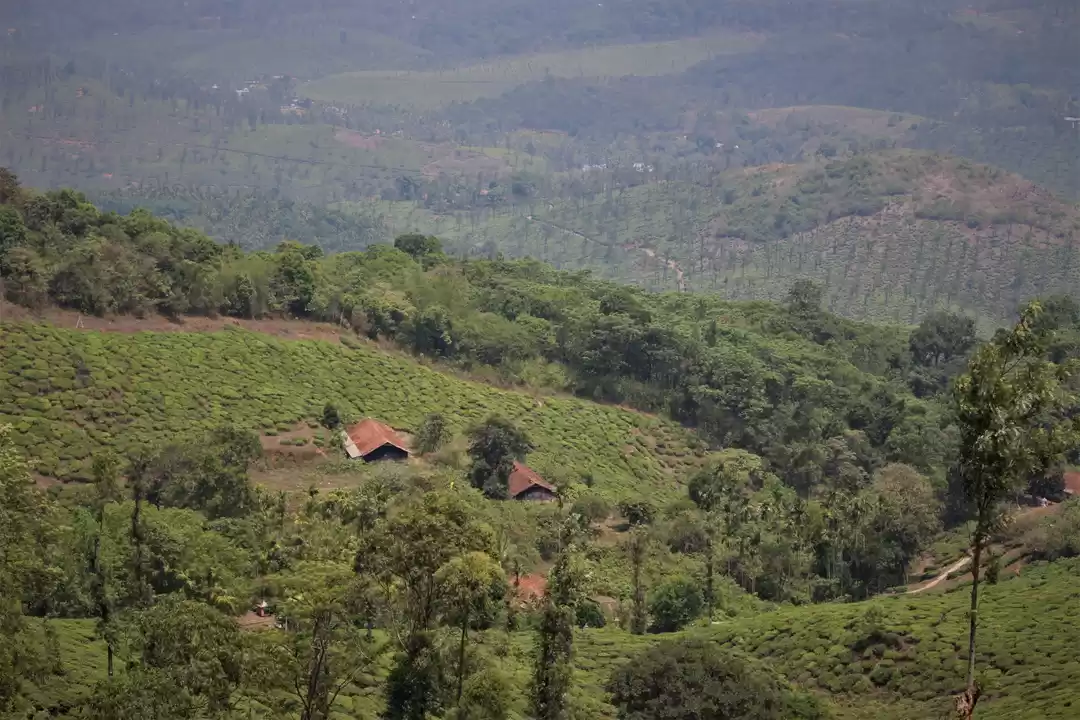 Photo of Wayanad Kaleidoscope