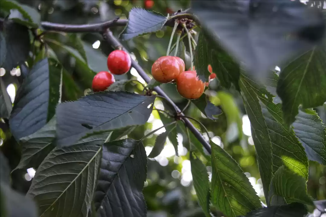 Photo of Fantasy into Reality