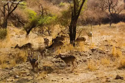 Photo of Into the Wild - Sari