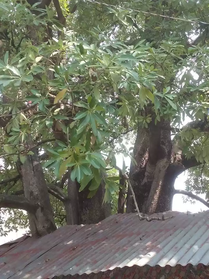 Photo of परता धाम दूर है जाना