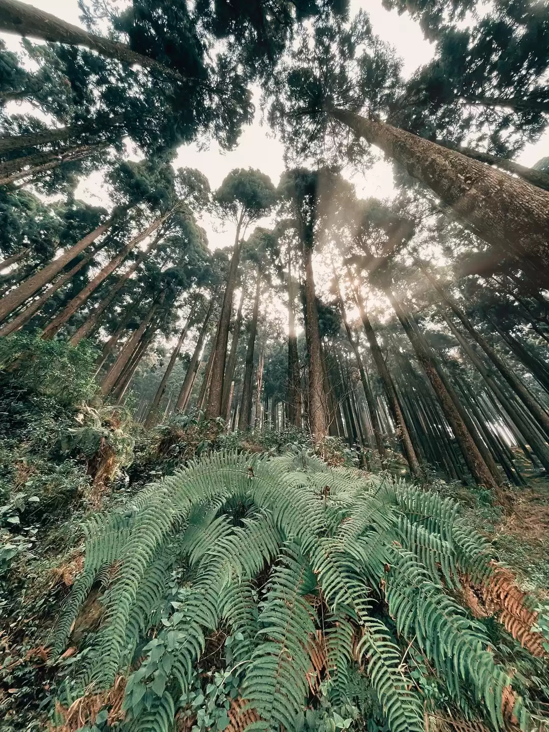 Photo of Lamahatta Eco Park &