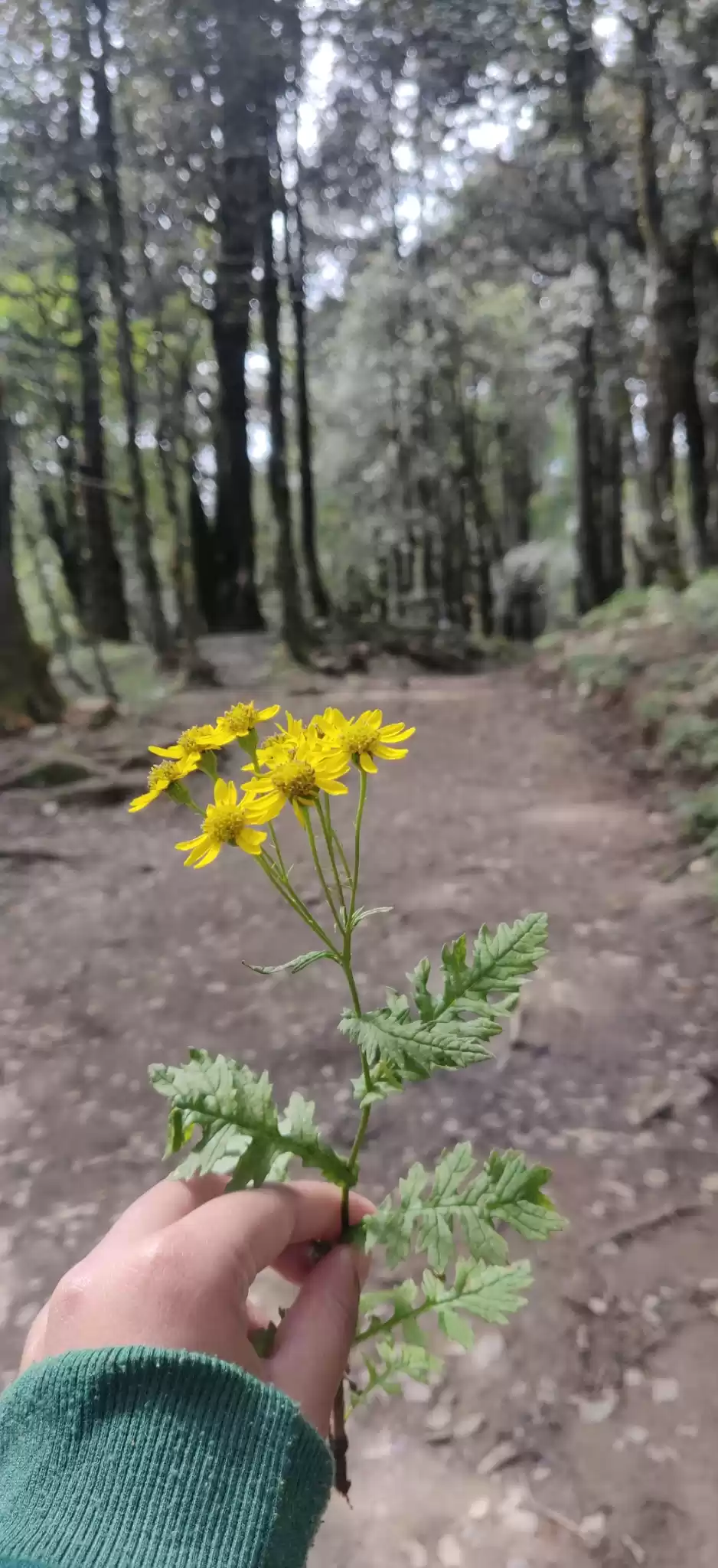 Photo of Jalori pass Trek