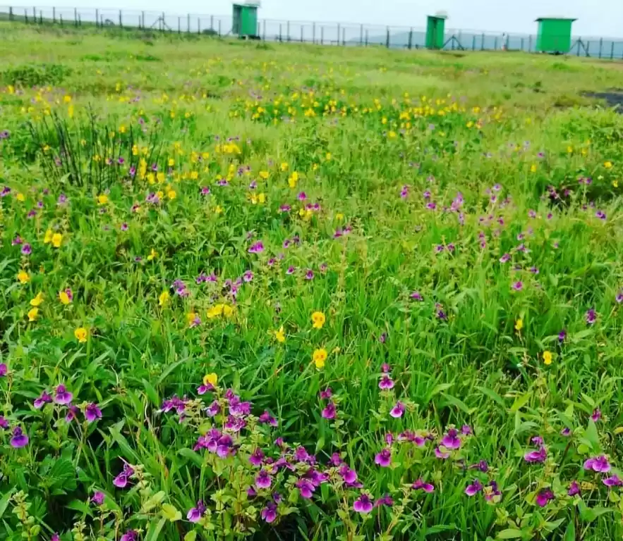 Photo of Valley of Flowers of