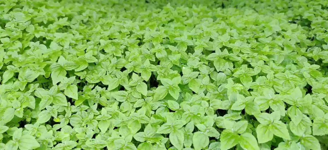 Photo of Mangi tungi one day 