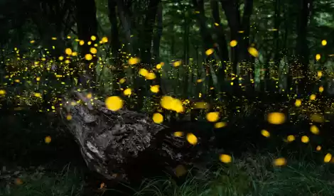 Photo of Fireflies trail-Puru