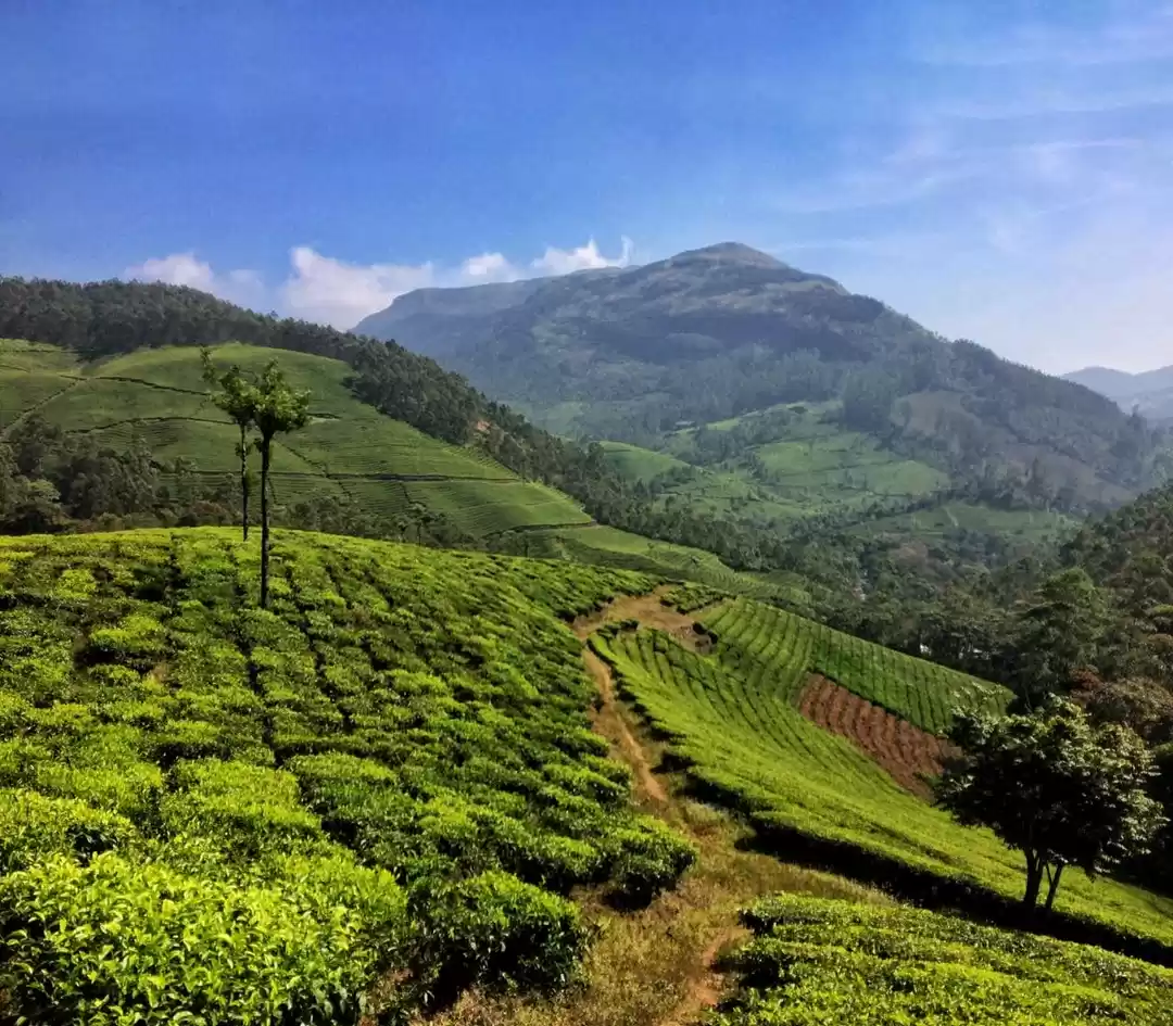 Photo of Munnar -Tea Gardens 