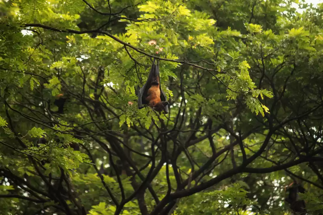 Photo of Solotrip to kochi