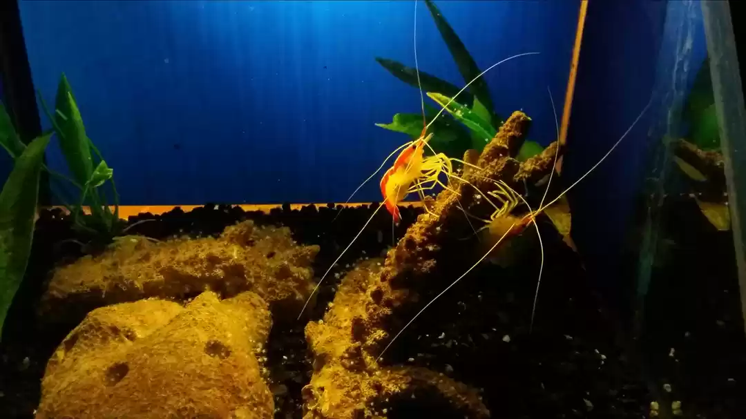 Photo of Tragedy queen & king