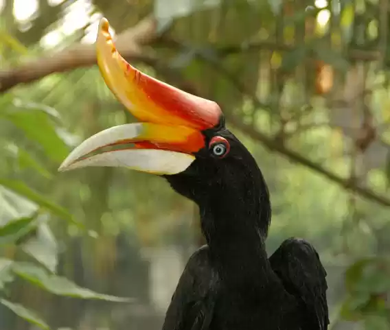 Photo of HornbillCalling#BIRD