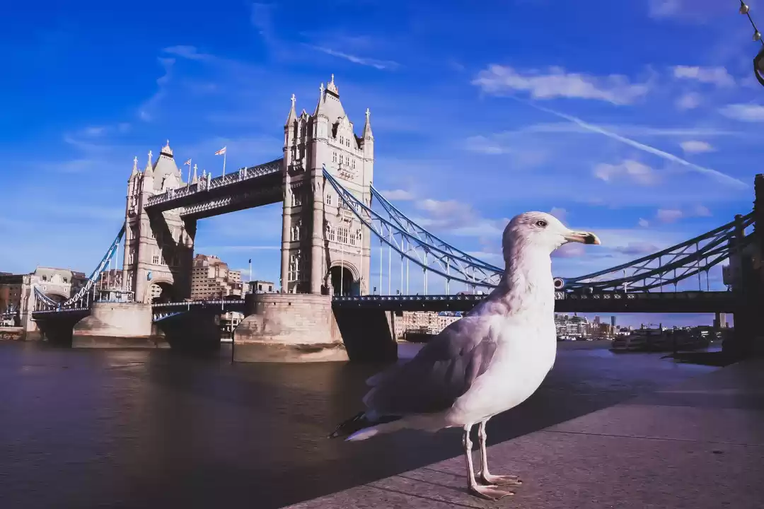 Photo of Tower Bridge