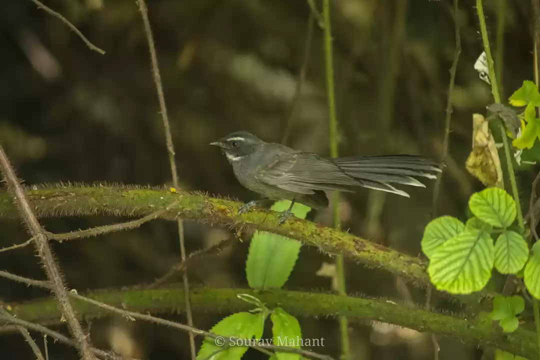 Photo of White Throated Fanta