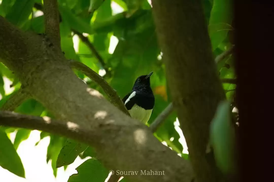 Photo of Oriental Magpie-Robi
